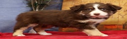 Miniature Australian Shepherd dogs for sale: Bella - Ad 1