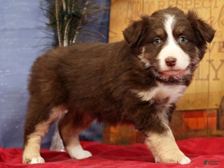 Miniature Australian Shepherd dogs Bella - Ad 1