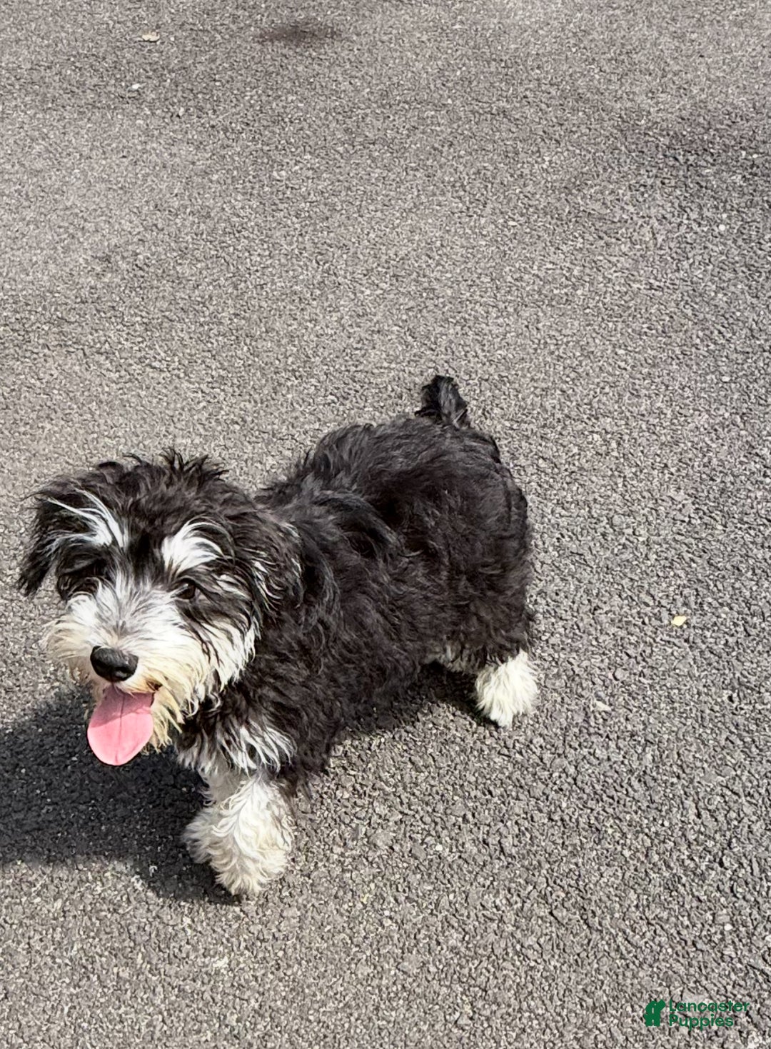 Miniature Schnauzer dogs for sale: BELLA - Ad 1