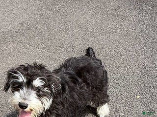 Miniature Schnauzer dogs BELLA - Ad 22