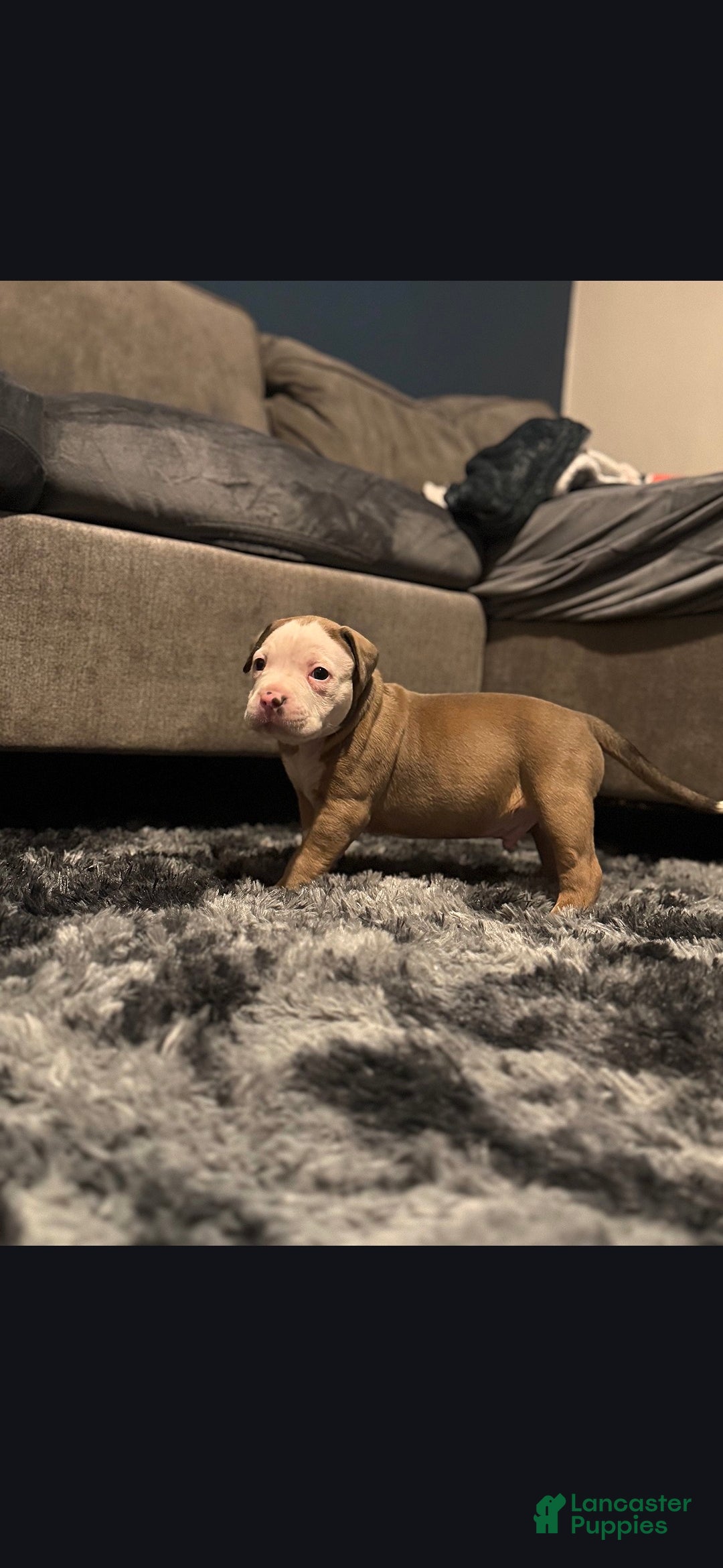 American Pit Bull Terrier dogs for sale: Snow - Ad 1