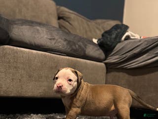 American Pit Bull Terrier dogs Snow - Ad 32