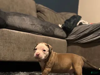 American Pit Bull Terrier dogs Snow - Ad 28