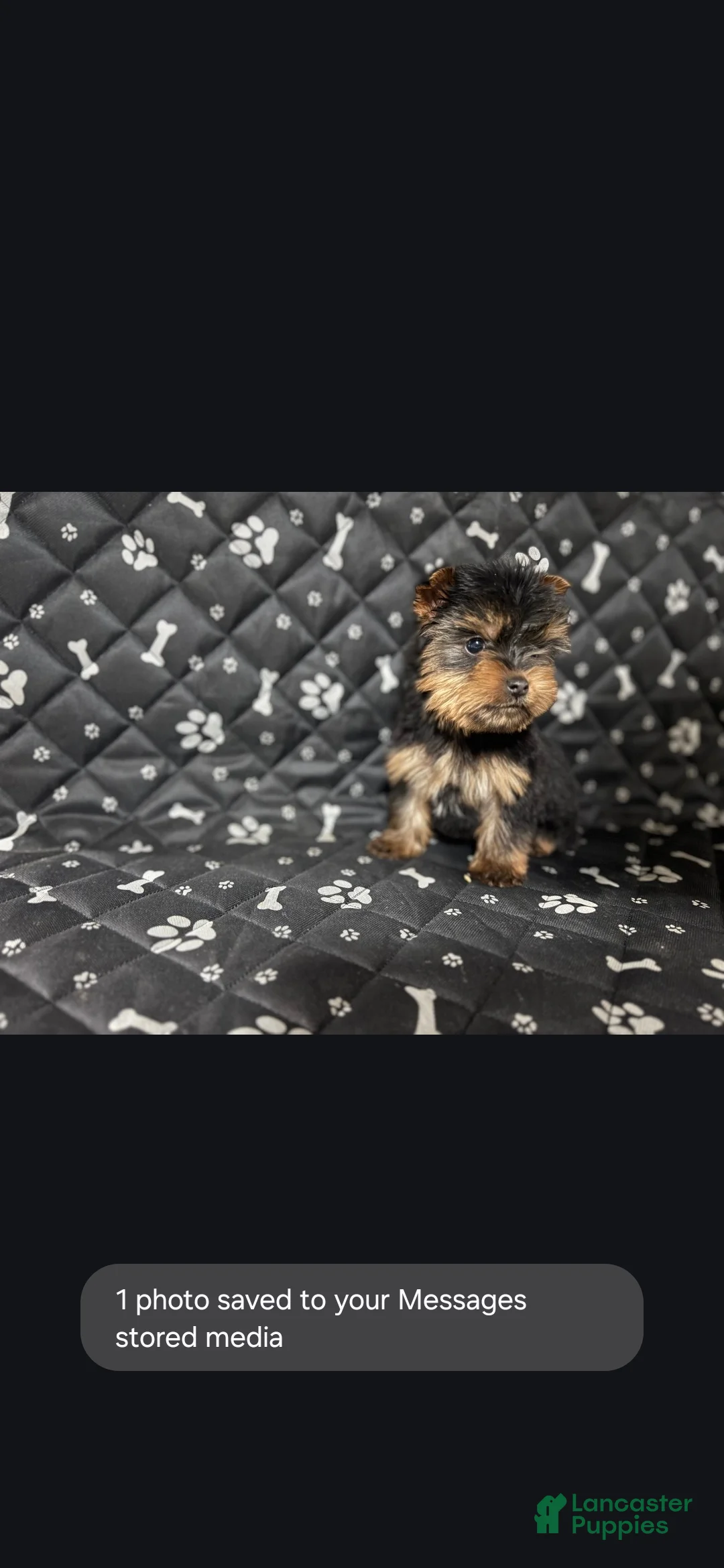 Yorkshire Terrier dogs for sale: Yorkshire Terrier Puppy 1 - Ad 1