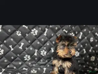 Yorkshire Terrier dogs for sale: Yorkshire Terrier Puppy 1 - Ad 1