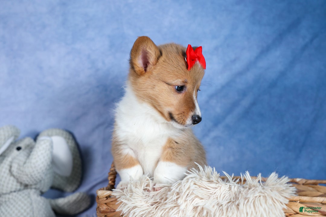 Welsh Corgi Pembroke dogs for sale: Alex - Ad 4