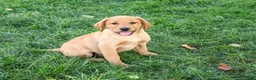 Labrador Retriever dogs for sale: Cooper - Ad 4