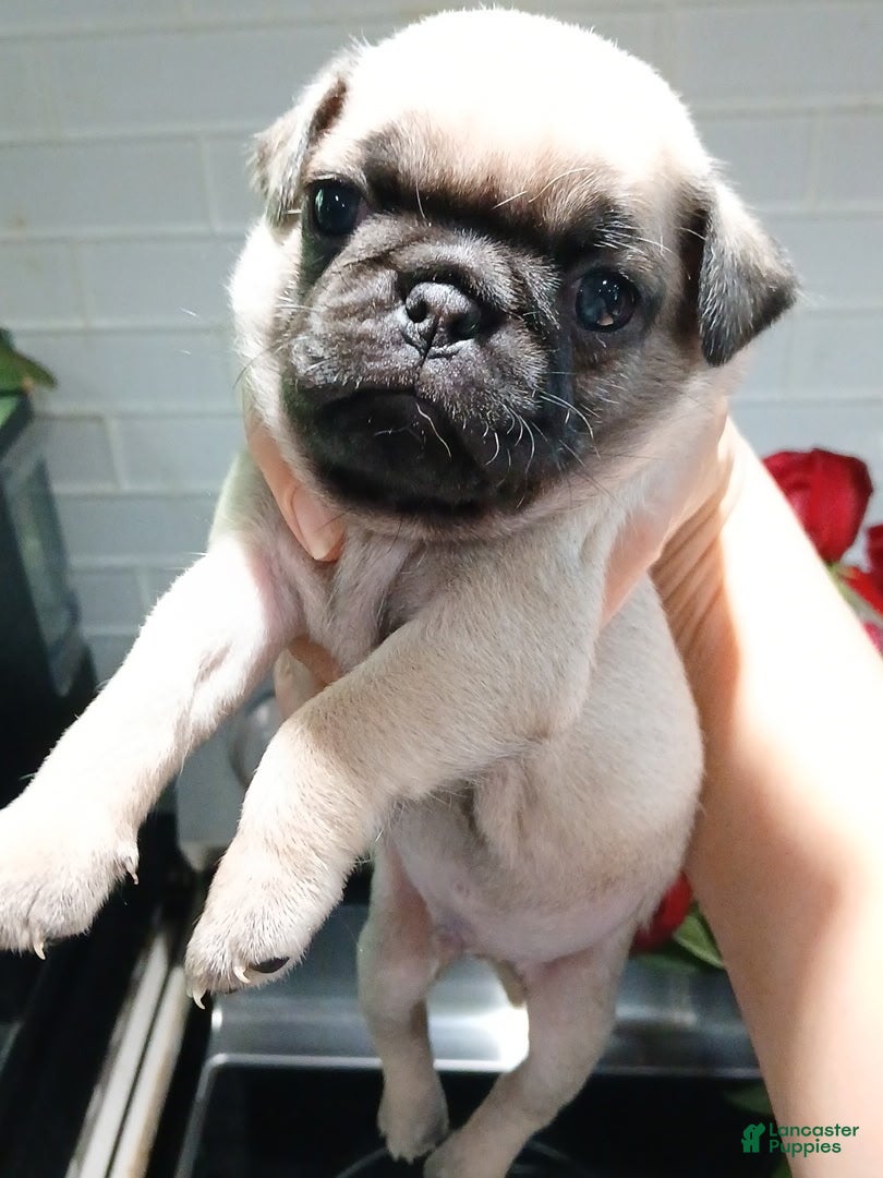 Pug dogs Pug Male 2 - Ad 1