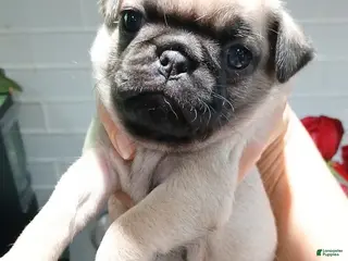 Pug dogs Pug Male 2 - Ad 1