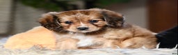 Mixed Breed dogs for sale: Cavalon Sparkle - Ad 10