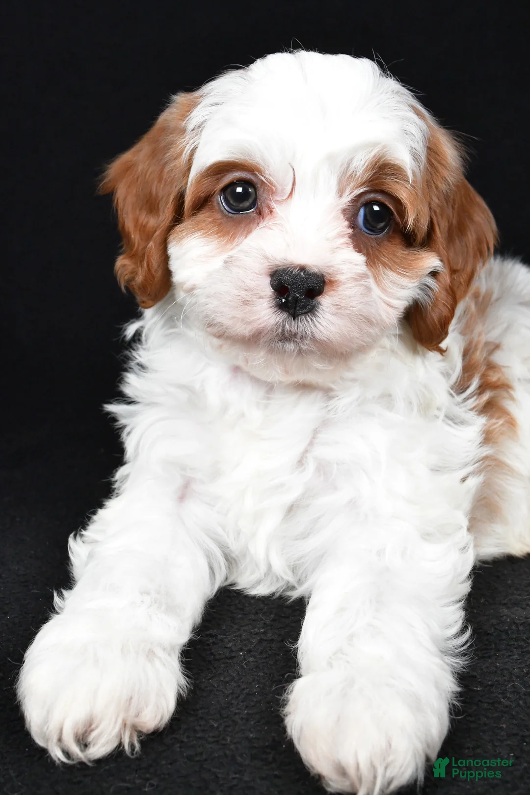 Cavapoo dogs for sale: Kody - Ad 5