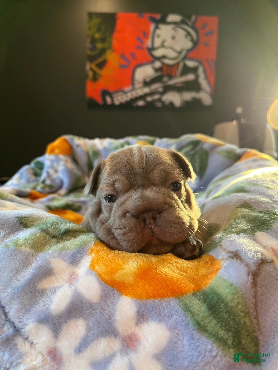French Bulldog dogs for sale: French Bulldog Puppy 1 - Ad 3