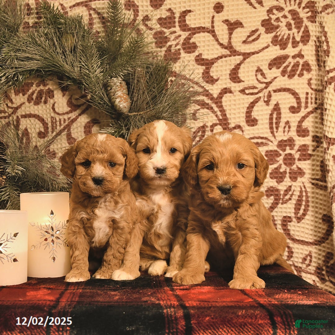 Cavachon dogs for sale: Timber  - Ad 5