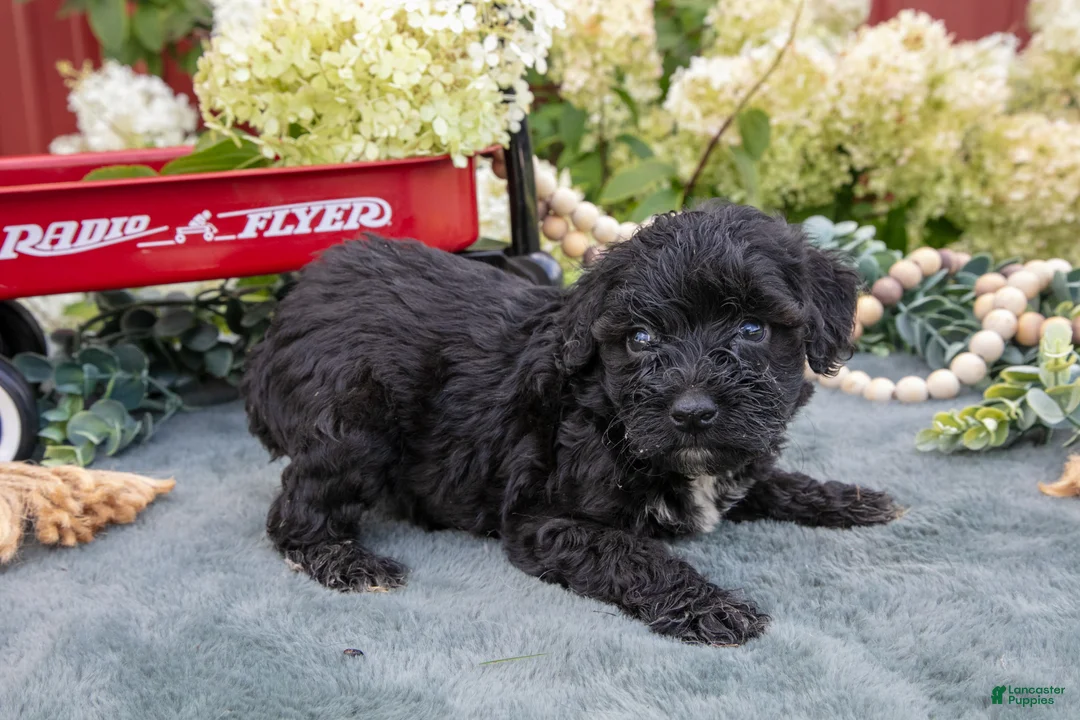 Miniature Schnauzer dogs for sale: Kristy - Ad 2