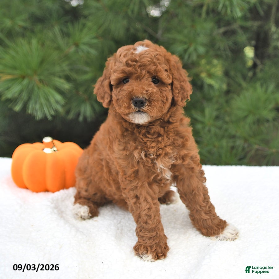 Mini Goldendoodle dogs Ruby - Ad 2