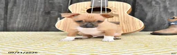 Chihuahua dogs for sale: Jester - Ad 3