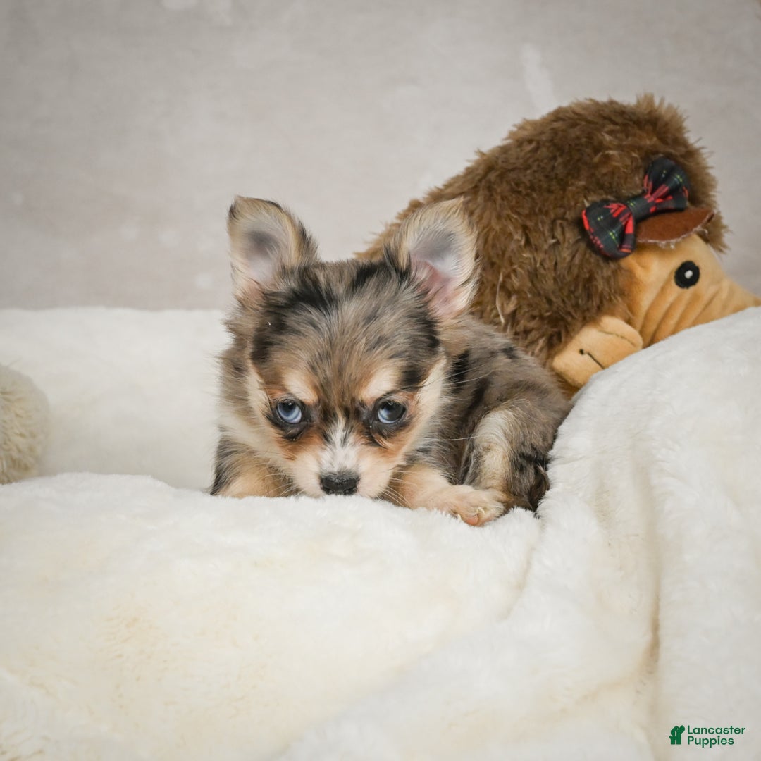 Chihuahua dogs for sale: Sunshine - Ad 3