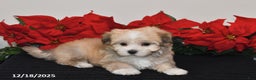 Havanese dogs for sale: Bubbles - Ad 2