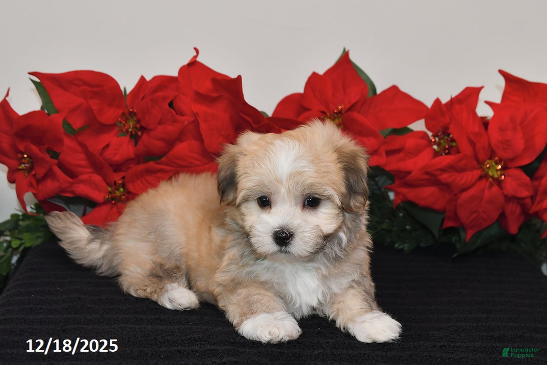 Havanese dogs for sale: Bubbles - Ad 2