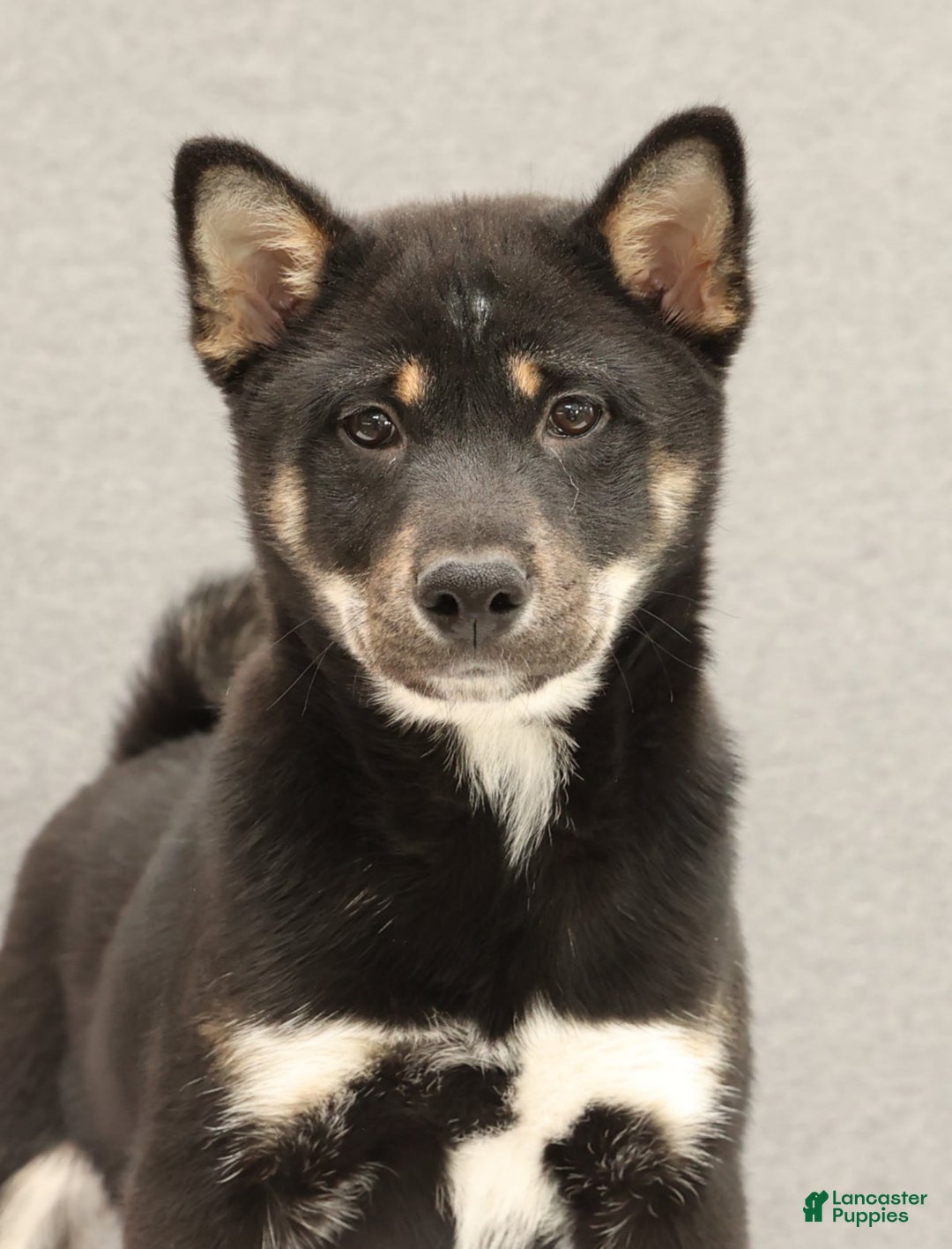 Shiba Inu dogs for sale: Ender - Ad 9