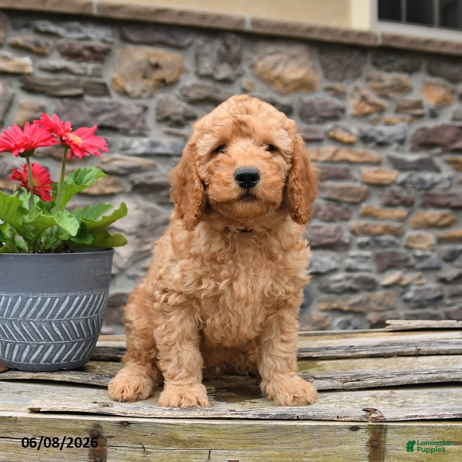 Mini Goldendoodle dogs Dexter - Ad 1