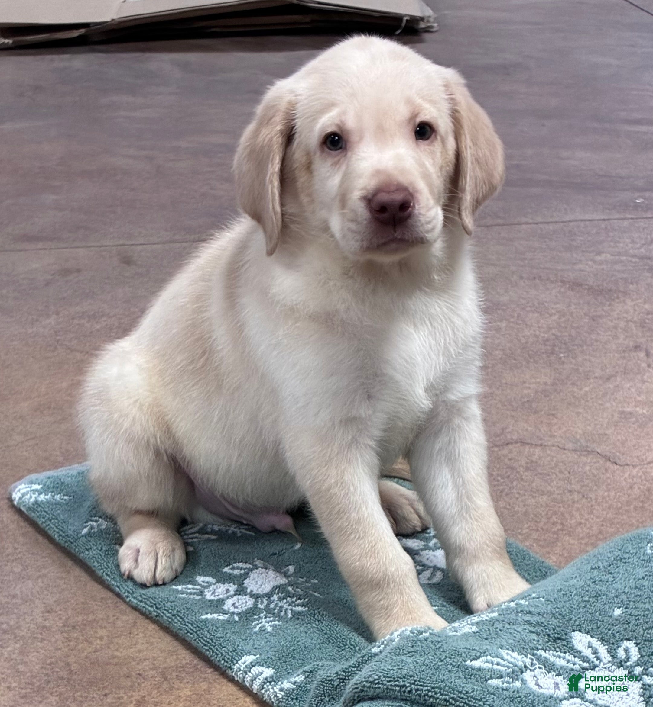 Labrador Retriever dogs Boy 1 - Ad 10
