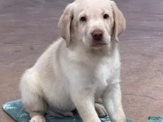 Labrador Retriever dogs Boy 1 - Ad 10