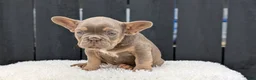 French Bulldog dogs for sale: Yeti - Ad 51