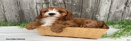 Cavapoo dogs for sale: Tim - Ad 3