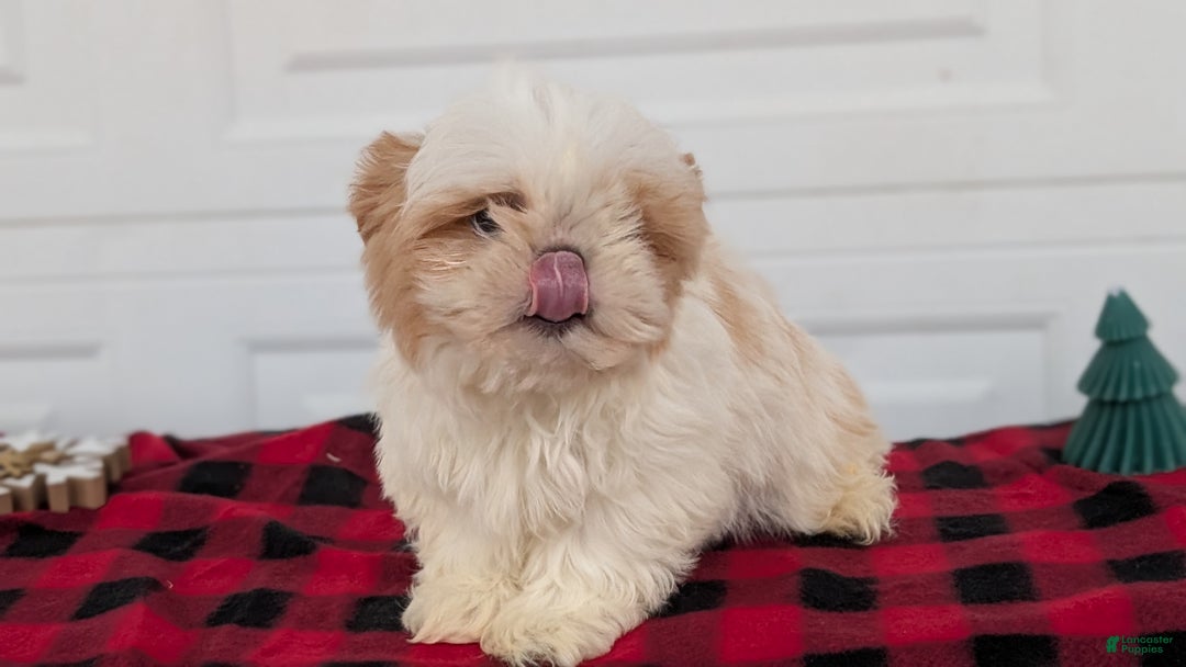 Shih Tzu dogs for sale: Milo - Ad 3