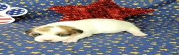 Jack Russell Terrier dogs for sale: CKC "Ripley" Delivery Available  - Ad 5