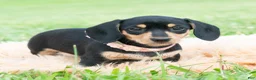 Miniature Dachshund dogs for sale: Espresso - Ad 4