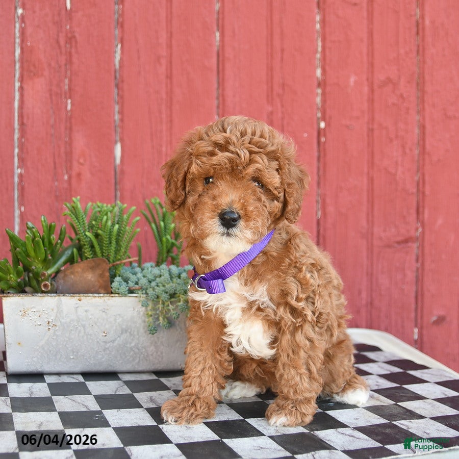 Toy Poodle dogs for sale: Summer  - Ad 3