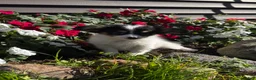 Papillon dogs for sale: Robin 🕊️ - Ad 3