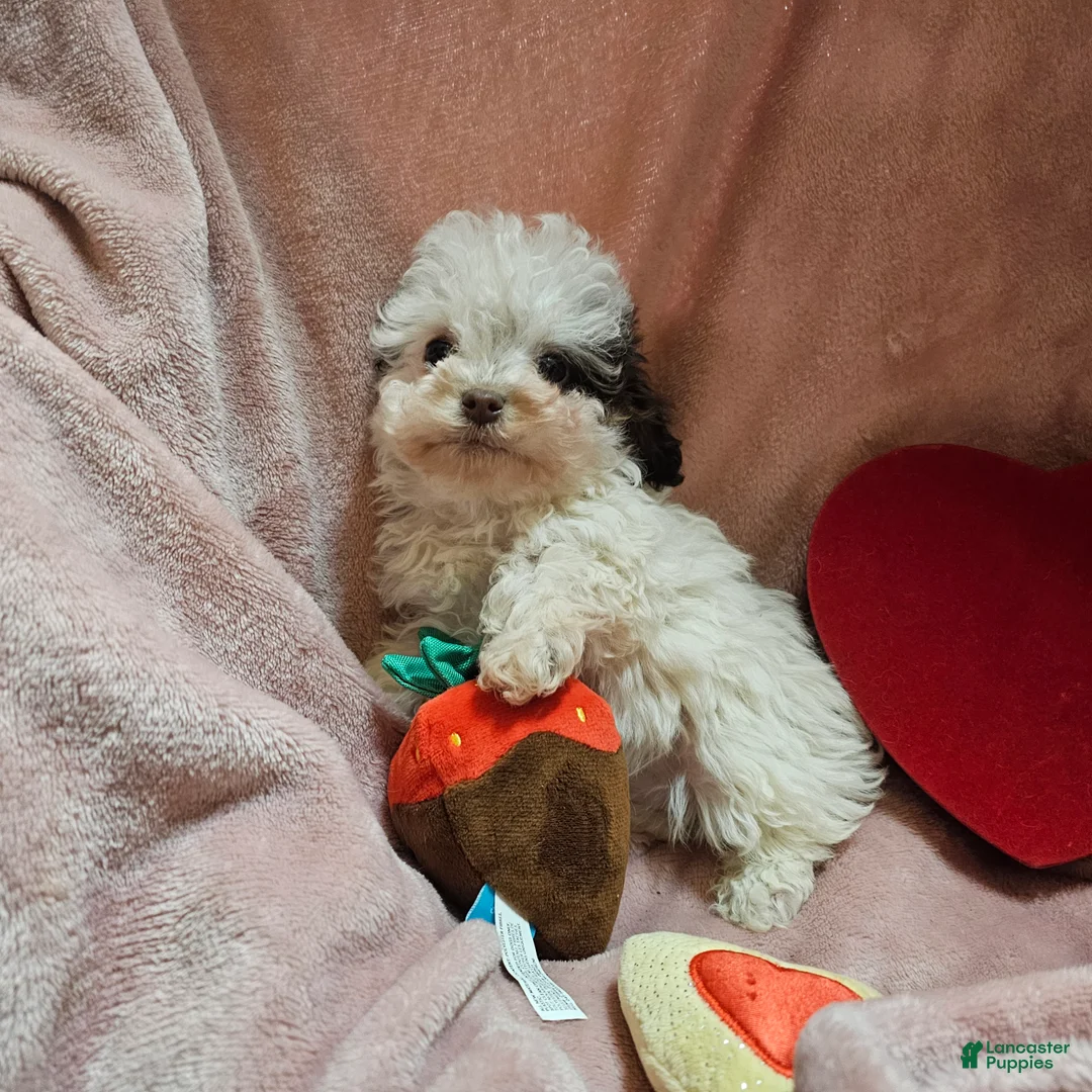 Cockapoo dogs for sale: Sparkle - Ad 6