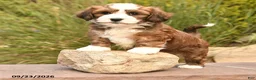 Havanese dogs for sale: Prince   - Ad 3