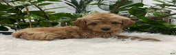 Mini Goldendoodle dogs for sale: Dixie  - Ad 5