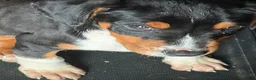 Mixed Breed dogs for sale: EJ - Ad 3