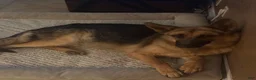 German Shepherd dogs for sale: German Shepherd 3 - Ad 2