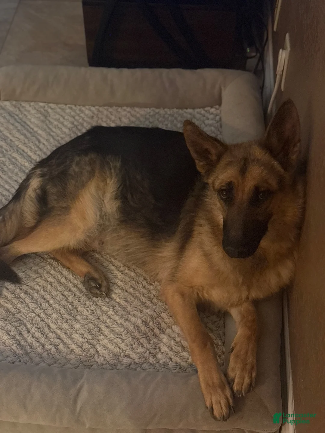 German Shepherd dogs for sale: German Shepherd 3 - Ad 2