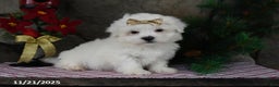 Teddy Bear dogs for sale: Leo - Ad 5