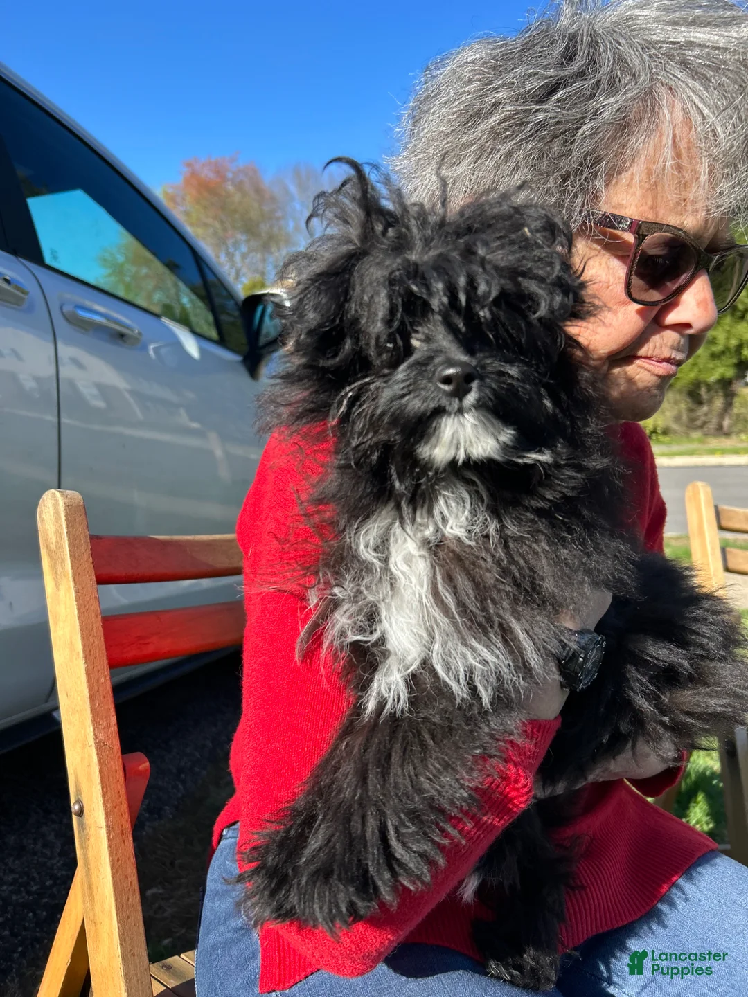 Pomapoo dogs for sale: Pomapo Puppy 1 - Ad 3