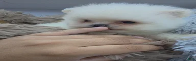 Pomeranian nieve 