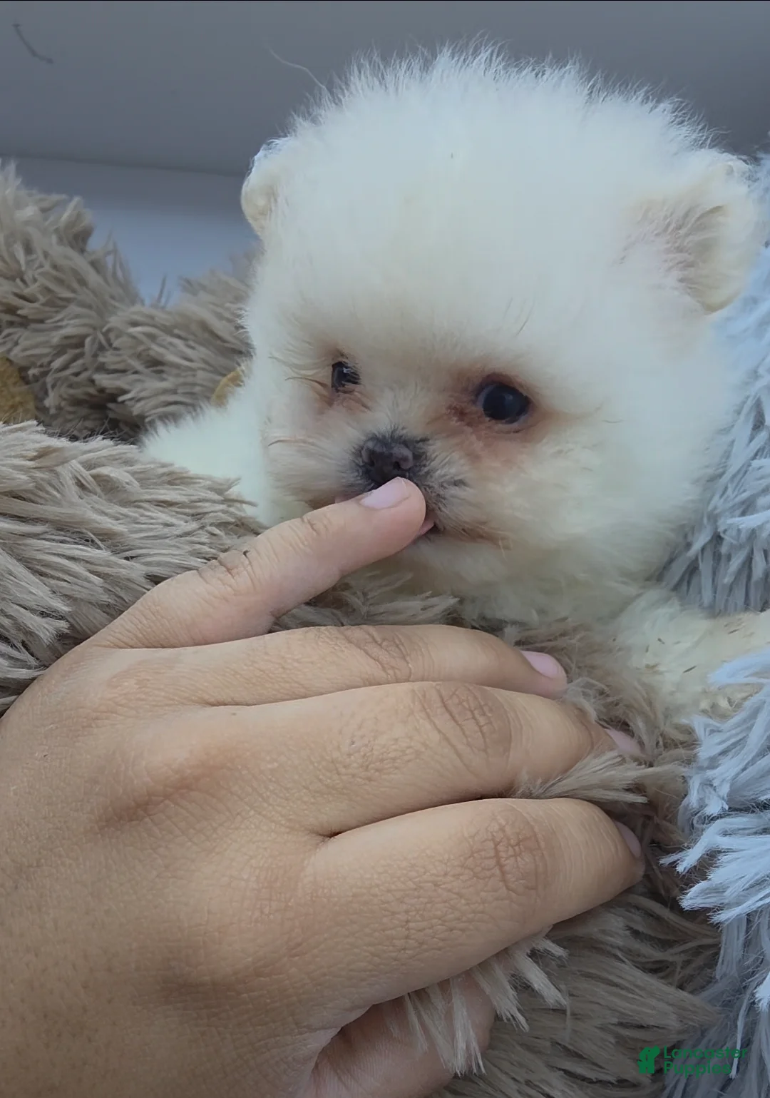 Pomeranian dogs for sale: Pomeranian nieve  - Ad 1