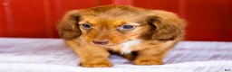 Miniature Dachshund dogs for sale: Bonnie - Ad 3