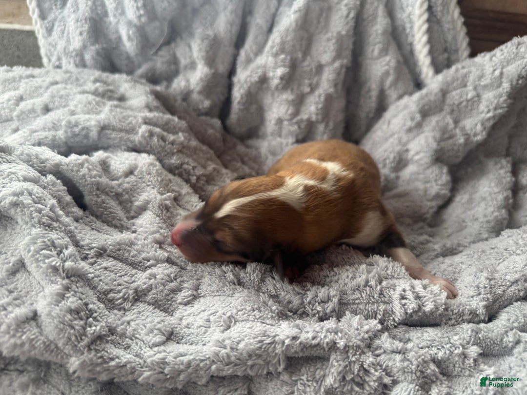 Collie dogs for sale: Mac - Ad 2