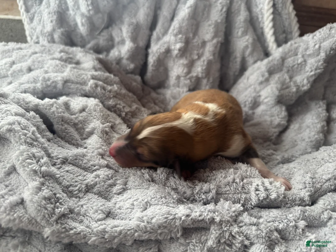 Collie dogs for sale: Mac - Ad 2