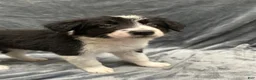 Border Collie dogs for sale: Jedi - Ad 6