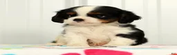 Cavalier King Charles Spaniel dogs for sale: Koby - Ad 4
