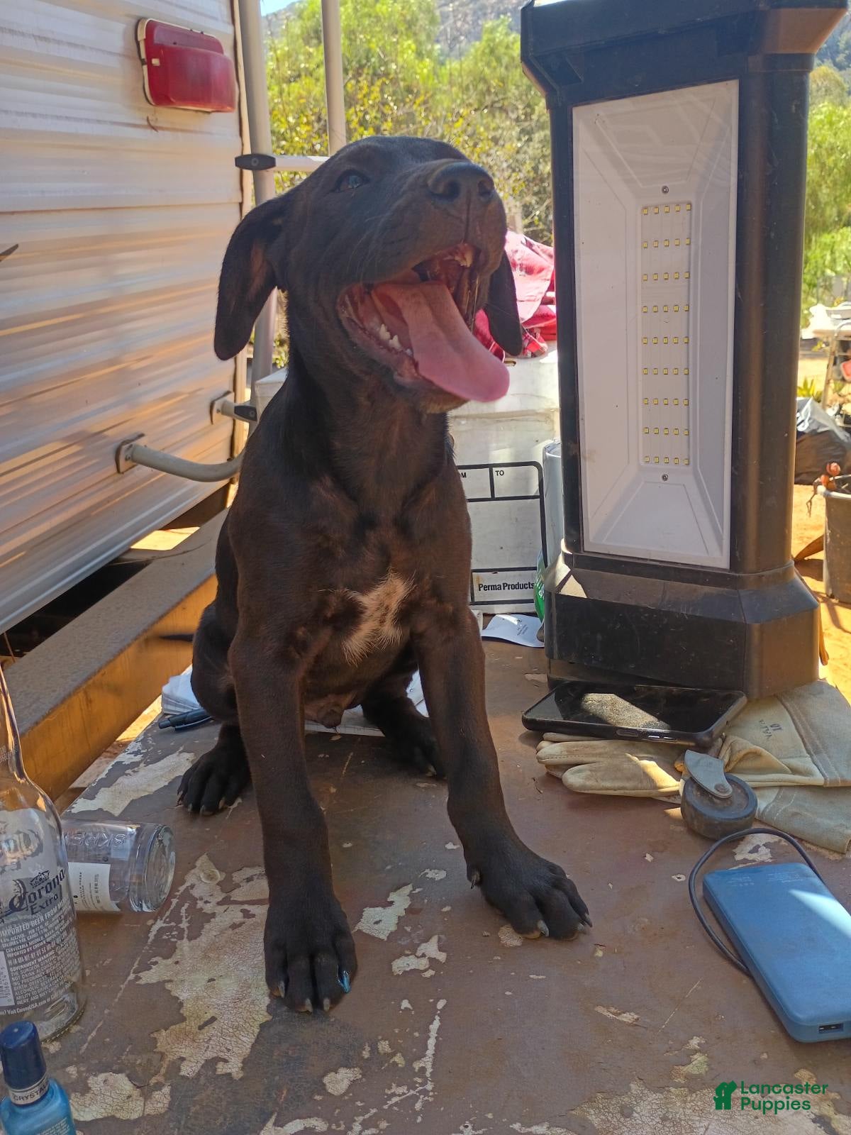 Mixed Breed dogs Boy 4 - Ad 22